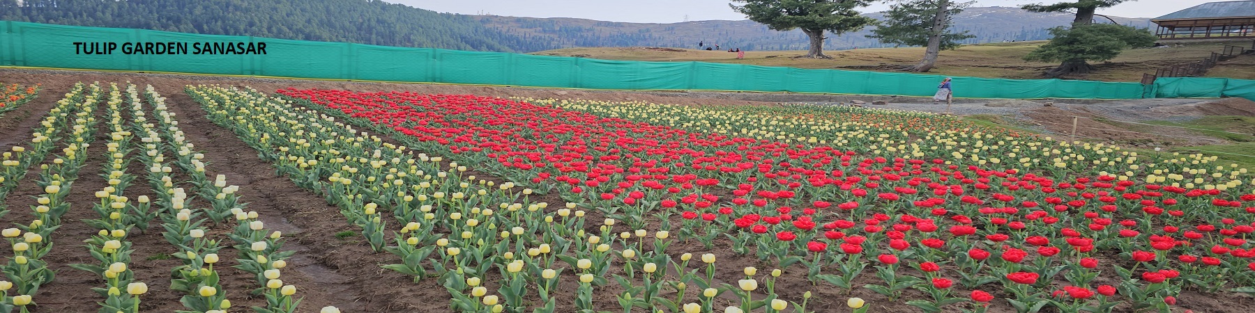 Tulip Garden